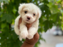 Bichon maltez mini toy