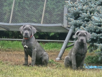 Pui Cane Corso 4 luni