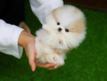 Pomeranian Boo talie mica !Asigur transport!