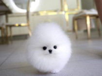 Pomeranian boo teacup