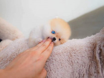 Pomeranian mini Ursuleț