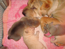 Vând pui shar pei rasa pura își caută familie