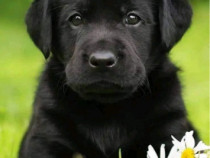 Labrador retriever negru!