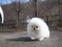 Pomeranian boo mini tracup