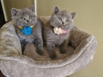 British shorthair blue superb