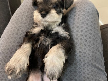 Schnauzer pitic cu pedigree