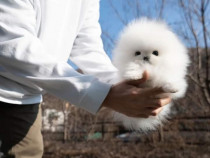 Pomeranian mini teacup