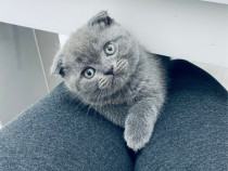 Pui pisica Scottish Fold