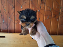 Yorkshire Terrier Toy de rasa pura cu vaccin și deparazitați și carnet