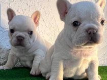 Pui de bulldog buldog francez diverse culori