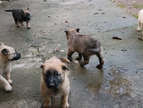 Catei belgian Malinois