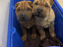 Pui din rasa shar-pei sharpei shar pei