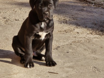 Căței cane corso pedigree