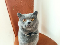 Motan British Shorthair Blue