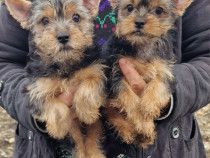 Pui Yorkshire terrier 2 masculi