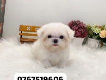 Bichon maltez mini toy