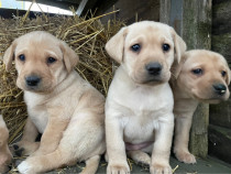 Labrador retriver auriu