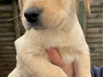 Labrador retriever auriu