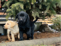 Labrador retriever