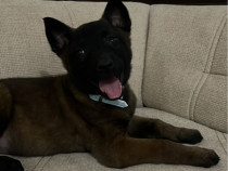 Ciobanesc Belgian Malinois