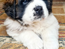 Saint bernard 10 saptamani