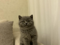 British shorthair puiuți superbi