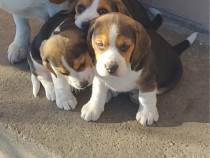 Vând pui de căței , rasa beagle