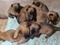 De vânzare purii Lup Belgian Malinois