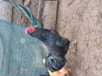 Cocos australorp și 2 gaini