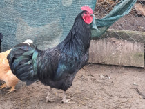 Cocos australorp și 2 gaini