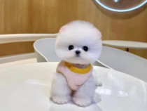 Pomeranian mini boo original jucărie cu viata