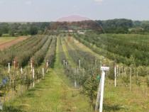 Vanzare teren Livada - Ferma Arges - Izbasesti / DN 142 l...