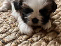 Shih-tzu talie mica