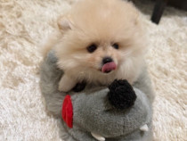 Pomeranian superb cu pedigree