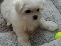 Bichon maltez fetita