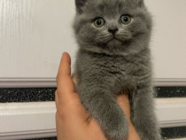 British shorthair motănei și pisicuțe