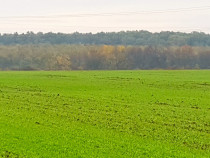 Teren intravilan Balotesti,langa ansamblul Terra si padure 500mp