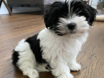 Bichon Havanez/Havanese