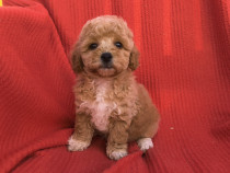 Fetita Maltipoo f1 mini