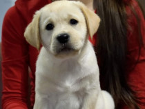 Pui mascul labrador retriever Pedigree tip A