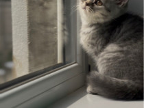 British shorthair silver