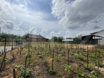 Teren intravilan 1.342 mp Filiași, parcelabil, ideal invest