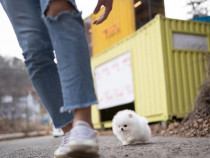 Pomeranian puppy boo