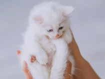 Angora turceasca
