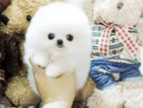 Pomeranian mini toy superb