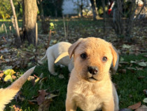 Pui de Labrador Retriever