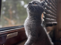 British shorthair blue