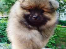 Pomeranian mascul