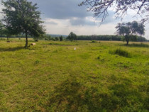 Casa+teren 5000mp, 70ml la DN 2E, zona Cacica, Radauti