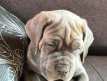 Căței Cane Corso